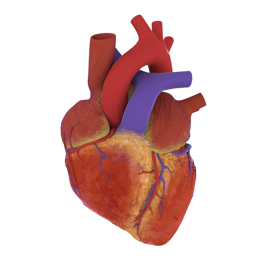 Human heart for Cycles preview image 1